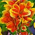 Pre-packed Canna Reine Charlotte I (x14x1)