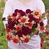 Pre-packed Dahlia Totally Tangerine I (x14x1)