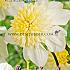Pre-packed Dahlia Platinum Blonde I (x14x1)