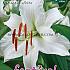 Pre-packed Lilium Oriental White 16/18 (x14x2)