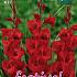 Pre-packed Gladiolus Red 14/+ (x10x10)