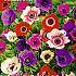 Pre-packed Anemone De Caen Mixed 7/8 (x14x10)