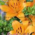 Pre-packed Lilium La Orange 16/18 (x14x2)