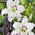 Pre-packed Lilium La White 16/18 (x14x2)