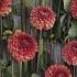 Pre-packed Dahlia Brown Sugar I (x14x1)