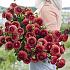 Pre-packed Dahlia Brown Sugar I (x14x1)