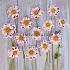 Pre-packed Dahlia Bumble Rumble I (x14x1)