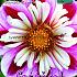 Pre-packed Dahlia Bumble Rumble I (x14x1)