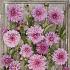 Pre-packed Dahlia Cafe Au Lait Rosé I (x14x1)