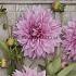 Pre-packed Dahlia Cafe Au Lait Rosé I (x14x1)