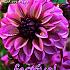 Pre-packed Dahlia Seniors Hope I (x14x1)