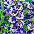 Pre-packed Gladiolus Circus Club 14/+ (x10x7)