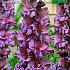 Pre-packed Gladiolus Jakoetsk 14/+ (x10x7)