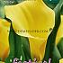 Pre-packed Zantedeschia Yellow 18/+ (x14x1)