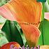 Pre-packed Zantedeschia Orange 18/+ (x14x1)