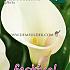 Pre-packed Zantedeschia White 18/+ (x14x1)