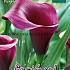 Pre-packed Zantedeschia Purple 18/+ (x14x1)