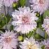 Pre-packed Dahlia Cafe Au Lait Twist I (x14x1)