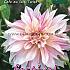 Pre-packed Dahlia Cafe Au Lait Twist I (x14x1)