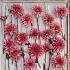 Pre-packed Dahlia Misses Dutch I (x14x1)