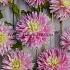 Pre-packed Dahlia Just Married I (x14x1)