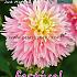 Pre-packed Dahlia Just Married I (x14x1)