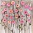 Pre-packed Dahlia Wine Eyed Jill I (x14x1)