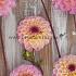 Pre-packed Dahlia Wine Eyed Jill I (x14x1)