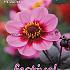 Pre-packed Dahlia Hs Juliet I (x14x1)