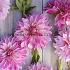 Pre-packed Dahlia Café au Lait Bouquet Collection 100cm I (x16x3)