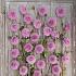 Pre-packed Dahlia Sweet Bouquet Collection 100cm Ball  I (x16x3)