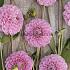 Pre-packed Dahlia Sweet Bouquet Collection 100cm Ball  I (x16x3)