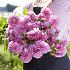 Pre-packed Dahlia Sweet Bouquet Collection 100cm Ball  I (x16x3)