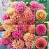 Pre-packed Dahlia Sweet Bouquet Collection 100cm Ball  I (x16x3)