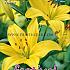 Pre-packed Lilium La Yellow 16/18 (x14x2)