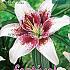 As Tribal Kiss Festival Spring Lilium Lilium Tribal Kiss 16/18 (x14x2)