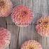 Pre-packed Dahlia L.A.T.E. I (x14x1)