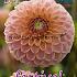 Pre-packed Dahlia L.A.T.E. I (x14x1)