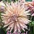 Pre-packed Dahlia Cafe De Paris I (x14x1)