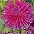 Pre-packed Dahlia Purple Gem I (x14x1)