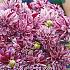 Pre-packed Dahlia Ida Mae I (x14x1)
