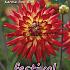 Pre-packed Dahlia Karma Bon Bini I (x14x1)