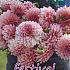Pre-packed Dahlia Beauty Queen I (x14x1)