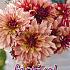 Pre-packed Dahlia Dorita I (x14x1)