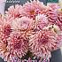 Pre-packed Dahlia Madeleine I (x14x1)