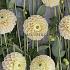 Pre-packed Dahlia Sweet Suzanne I (x14x1)