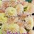 Pre-packed Dahlia Sweet Suzanne I (x14x1)