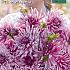 Pre-packed Dahlia Titan Magenta I (x14x1)