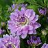 Pre-packed Dahlia Bitsy I (x14x1)