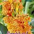 Pre-packed Canna Picasso I (x14x1)